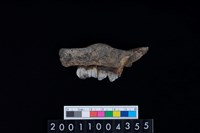 藏品(鹿下顎骨齒)的圖片