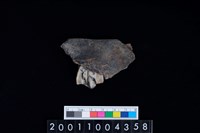 藏品(鹿下顎骨齒)的圖片