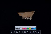 藏品(鹿下顎骨齒)的圖片