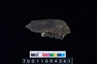 藏品(鹿下顎骨齒)的圖片