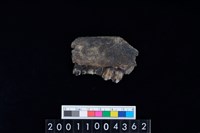 藏品(鹿下顎骨齒)的圖片