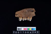 藏品(鹿下顎骨齒)的圖片