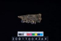 藏品(鹿下顎骨齒)的圖片