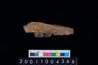 藏品(鹿下顎骨齒)的圖片