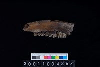 藏品(鹿下顎骨齒)的圖片