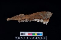 藏品(鹿下顎骨齒)的圖片