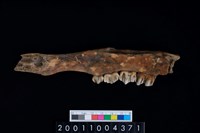 藏品(鹿下顎骨齒)的圖片