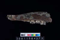 藏品(鹿左下顎骨齒)的圖片