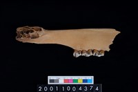 藏品(鹿下顎骨齒)的圖片