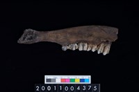 藏品(鹿下顎骨齒)的圖片