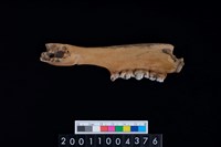 藏品(鹿下顎骨齒)的圖片