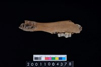 藏品(鹿下顎骨齒)的圖片