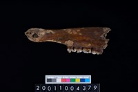 藏品(鹿下顎骨齒)的圖片