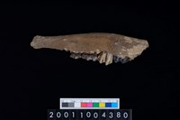 藏品(鹿下顎骨齒)的圖片