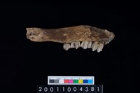 藏品(鹿下顎骨齒)的圖片