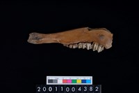 藏品(鹿下顎骨齒)的圖片