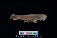 藏品(鹿下顎骨齒)的圖片