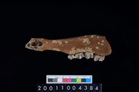 藏品(鹿下顎骨齒)的圖片