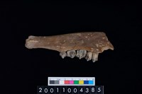 藏品(鹿下顎骨齒)的圖片