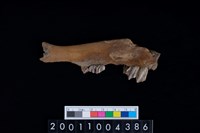 藏品(鹿下顎骨齒)的圖片