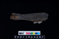 藏品(鹿下顎骨齒)的圖片