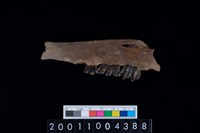 藏品(鹿下顎骨齒)的圖片