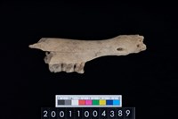 藏品(鹿下顎骨齒)的圖片