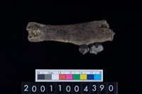 藏品(鹿下顎骨齒)的圖片