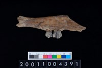 藏品(鹿下顎骨齒)的圖片