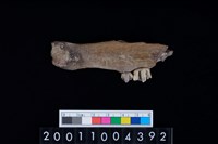 藏品(鹿下顎骨齒)的圖片