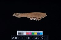 藏品(鹿下顎骨齒)的圖片