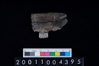 藏品(鹿下顎骨齒)的圖片