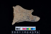 藏品(鹿右下顎骨)的圖片