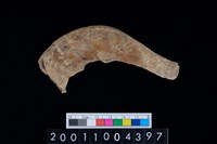 藏品(鹿右下顎骨)的圖片