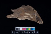 藏品(鹿左下顎骨)的圖片