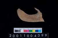 藏品(鹿左下顎骨)的圖片