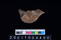 藏品(鹿左下顎骨)的圖片