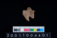 藏品(鹿左下顎骨)的圖片