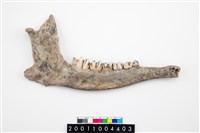 藏品(鹿下顎骨)的圖片