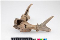 藏品(梅花鹿角)的圖片