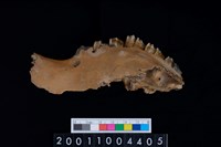 藏品(鹿上顎骨齒)的圖片