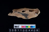 藏品(鹿上顎骨齒)的圖片