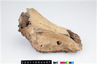 藏品(山豬頭骨)的圖片