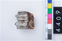 藏品(鹿臼齒)的圖片