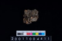 藏品(鹿左上顎大臼齒)的圖片