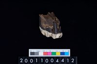 藏品(豬左上顎第3大臼齒)的圖片