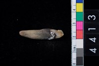 藏品(獸牙)的圖片