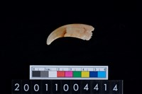 藏品(豬犬齒)的圖片