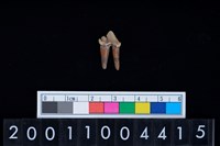 藏品(狗犬齒)的圖片