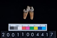 藏品(狗左下顎第1大臼齒)的圖片